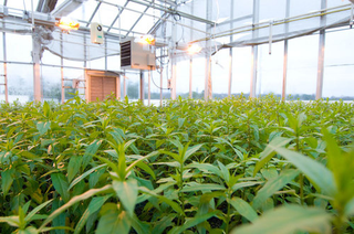 Illustration for article titled Emory Greenhouse
